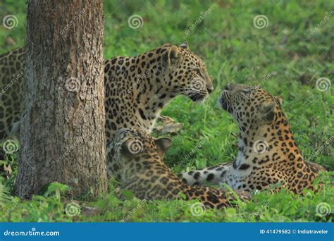 Leopard Family. stock photo. Image of leopard, feline - 41479582