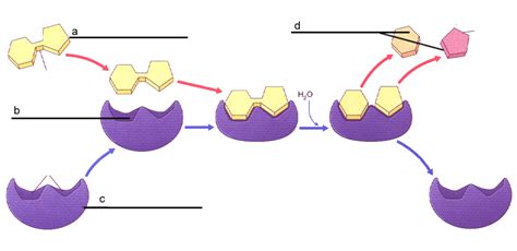 Enzyme Reaction Parts Diagram | Quizlet