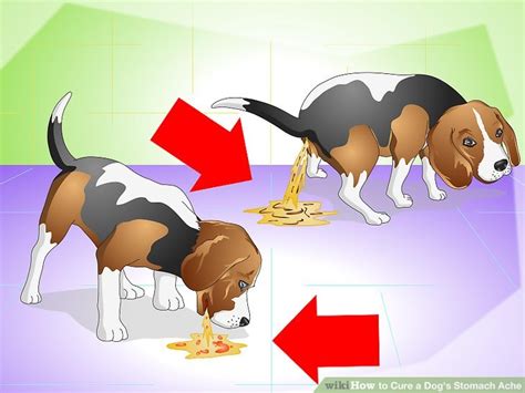 How to Cure a Dog's Stomach Ache (with Pictures) - wikiHow