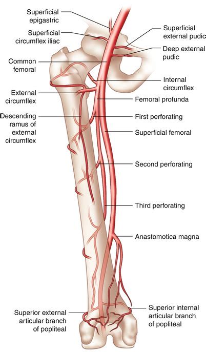 Vascular Access, Closure, and Management | Radiology Key