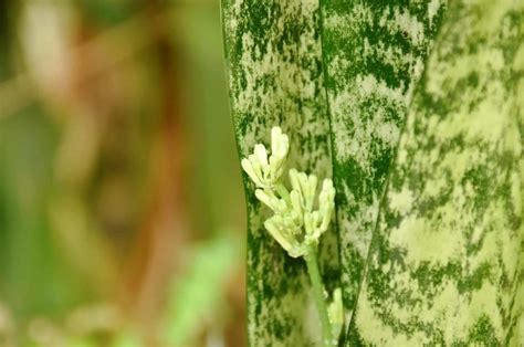 What Is A Snake Plant Flower + Tips To Make It Grow