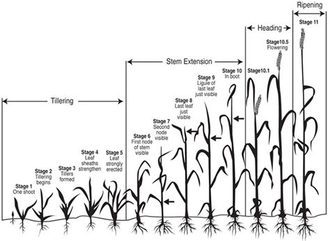 Wheat Growth Stages