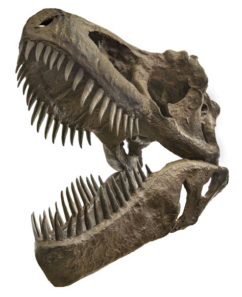 Incredible Life Size Tyrannosaurus Rex Skull Replica, Mounted on Wooden ...