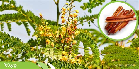 ฝาง หรือ หนามโค้ง,ฝางแดง, ขวาง, ฝางเสน, ฝางส้ม,ง้าย (Caesalpinia Sappan L.) - วาโย ฟาร์ม ศูนย์ ...