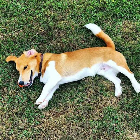 Beagle Corgi Mix: Friendly Dog that Needs A LOT of Exercising