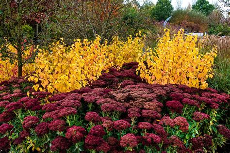 Buy Cornus Sanguinea Annys Winter Orange Hedging | Hopes Grove Nurseries