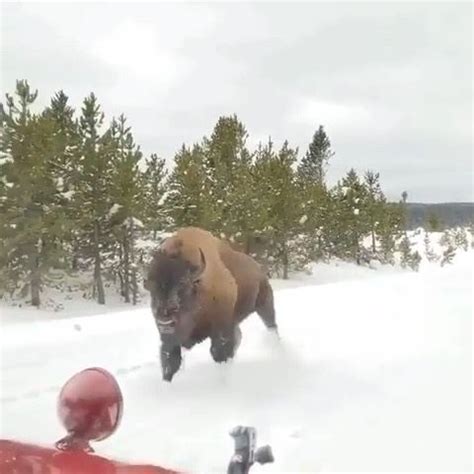 🎥 Video by @richardpetersphoto - Check this american bison, charging in Yellowstone National ...