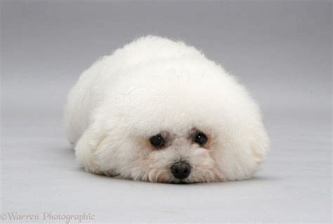 Bichon Wallpapers - Wallpaper Cave