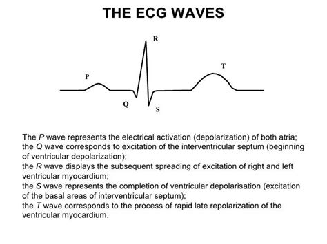 . P Wave, Atria, Ekg, Cardiology, Technician, Septum, Google Images ...