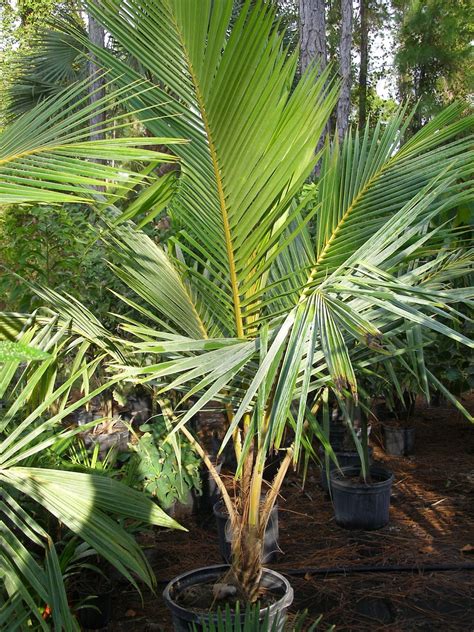 The plant of the day (12) - The coconut palm ( Cocos Nucifera )