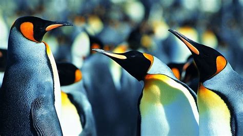 🔥 [50+] King Penguin Wallpapers | WallpaperSafari