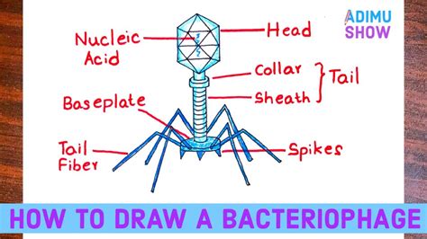 How To Draw A Bacteriophage | Virus (T4 phage) - YouTube