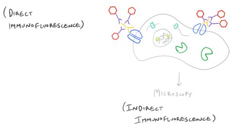 Immunofluorescence Microscopy Protocol and Method Guide - SciGine