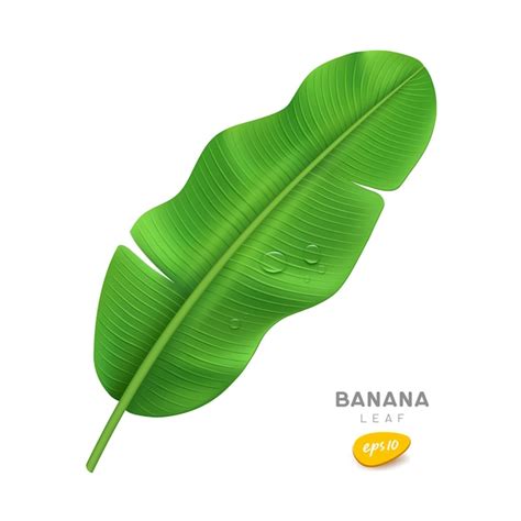 Premium Vector | Banana leaf and water drop realistic design on white ...