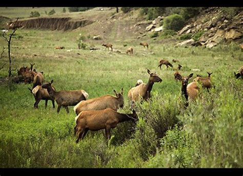 3 DAY PREMIUM COW ELK HUNT AT VERMEJO PARK RANCH