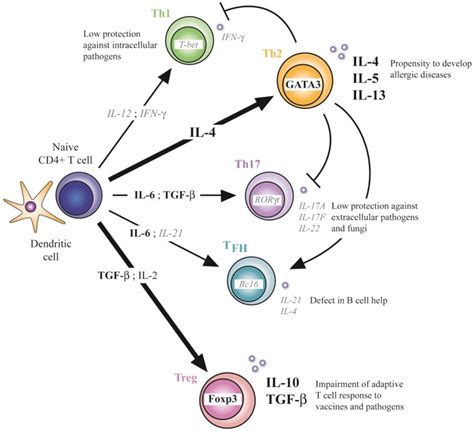 CD4+ T-cell differentiation in early life. Defect in Th1, Th17, and TFH ...