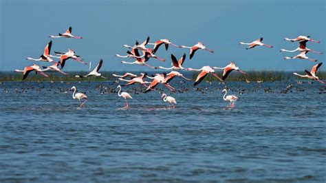 Most Popular Bird Sanctuaries in India | Bird Watching | Tour My India