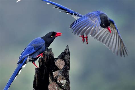 Taiwan Blue Magpies | Birds | Pinterest