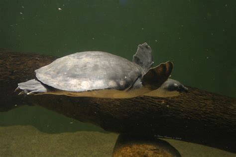 Fly River Turtle by GeodeLady on DeviantArt