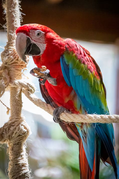 50+ Scarlet Macaw PNG | arumihikaru