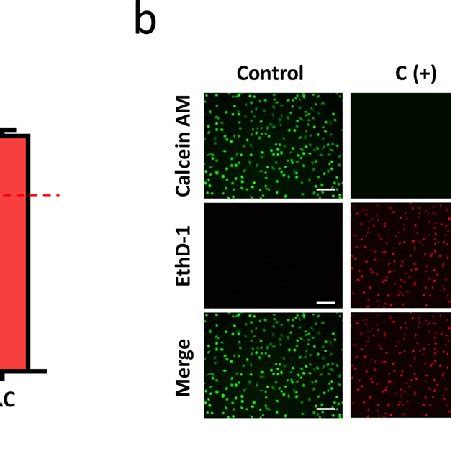 Cell viability and cytotoxicity assay. (a) Cell viability evaluation of ...