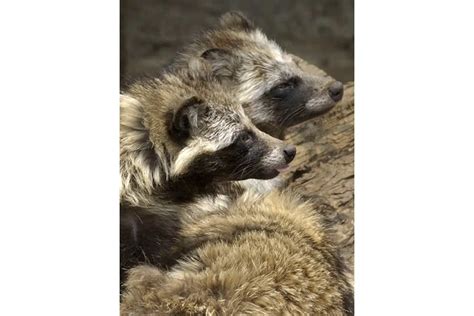 Are Raccoon Dogs Pets