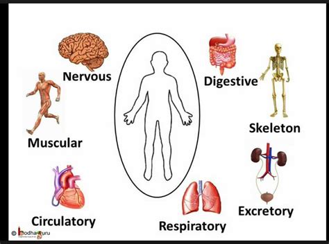 Explore the Human Body Systems