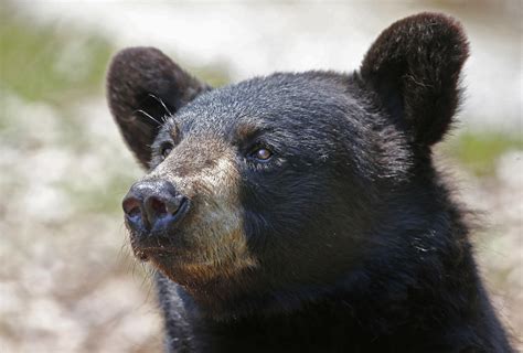 Bear Spat In Bruin-Filled Maine, Where Hunt Might Grow | Maine Public