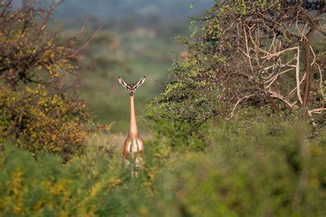 Standing Gerenuk | Sean Crane Photography