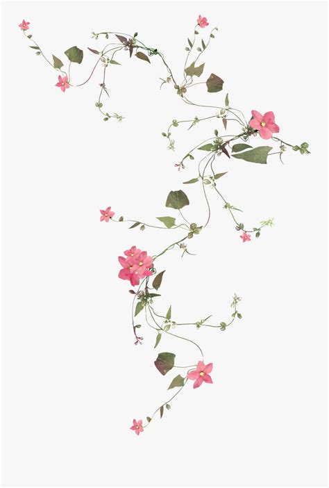 Flower Vines Transparent Background, Transparent Clipart | Flower vine tattoos, Vine drawing ...