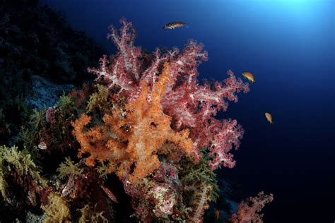 Rising temperatures threaten World Heritage coral reefs, including Seychelles’ Aldabra atoll ...