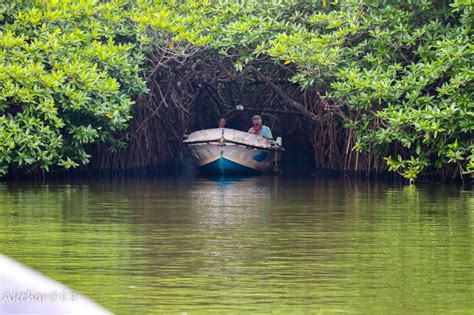 Madu Ganga Boat Safari | The Vacation Gateway