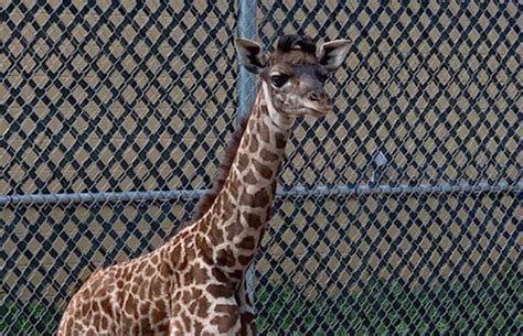 Zoo welcomes new baby giraffe - Sunny 95