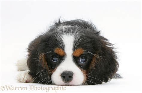 Dog: Tricolour Cavalier King Charles Spaniel pup photo WP20508