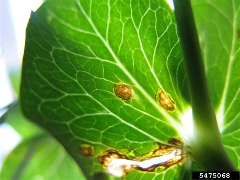 bacterial blight (Pseudomonas syringae pv. pisi)