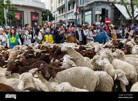 Madrid, Madrid, Spain. 22nd Oct, 2023. More than 1,000 sheep walk through the center of Madrid ...