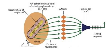 Midterm 1 - Receptive Fields & the Visual Cortex Flashcards | Quizlet