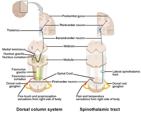 Central Processing | Anatomy and Physiology I