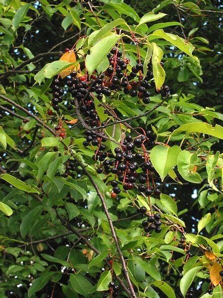 Black Cherry Tree | Prunus serotina | American Cherry | Rum Cherry