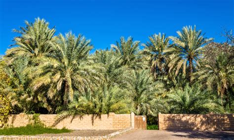 Al Ain Oasis Abu Dhabi guide | Time Out Abu Dhabi