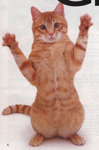 Cat Hands Up