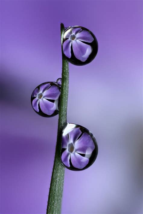 17 Best images about Dauw druppels en het effect- Dew drops reflection on Pinterest