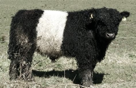 Belted galloway cattle | Black field farm