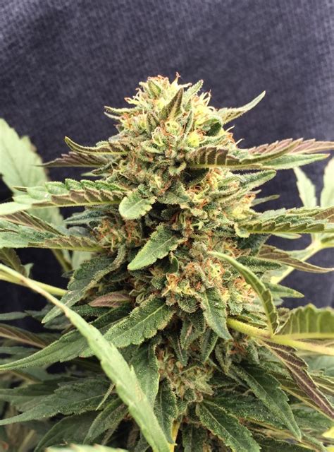 CBD Therapy Seed Reviews - CBD-crew | Marijuana Guides