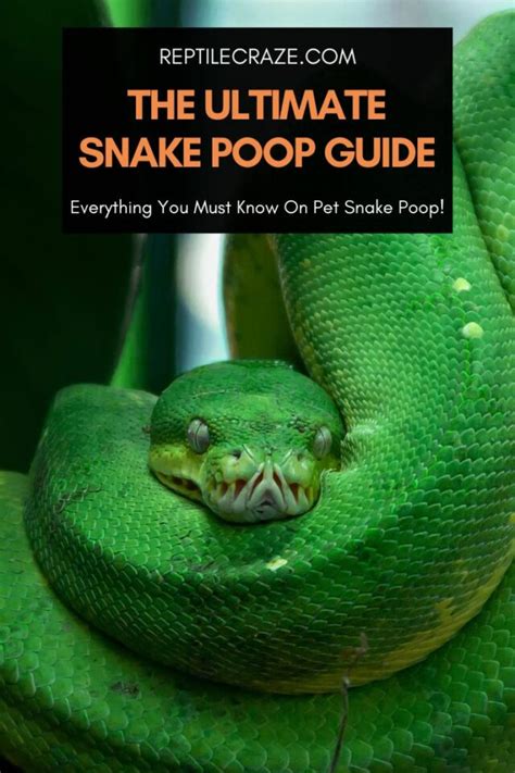 The Ultimate Snake Poop Guide – Reptile Craze