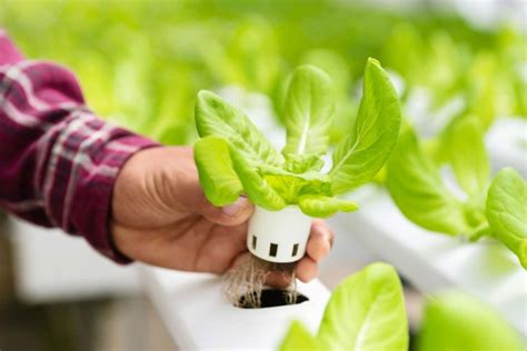 Hydroponics: How It Works, Benefits & How to Get Started