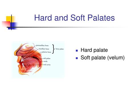 PPT - CSD 2230 HUMAN COMMUNICATION DISORDERS PowerPoint Presentation ...