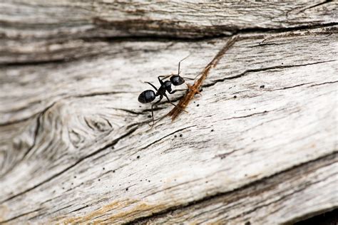 Learn About Acrobat Ants | Ant Pest Control Services Naples, FL