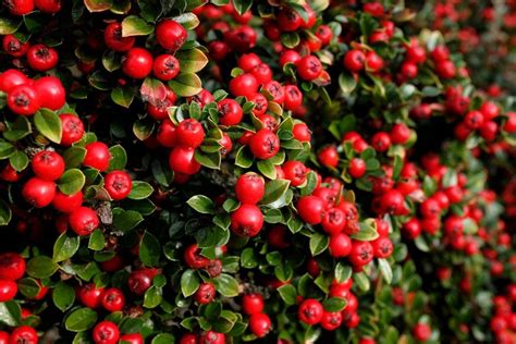 Cotoneaster Plant Care - Information On Growing Cotoneaster Shrubs