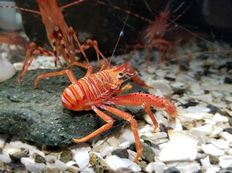 Squat Lobster, Vancouver Island, British Columbia | Gohiking